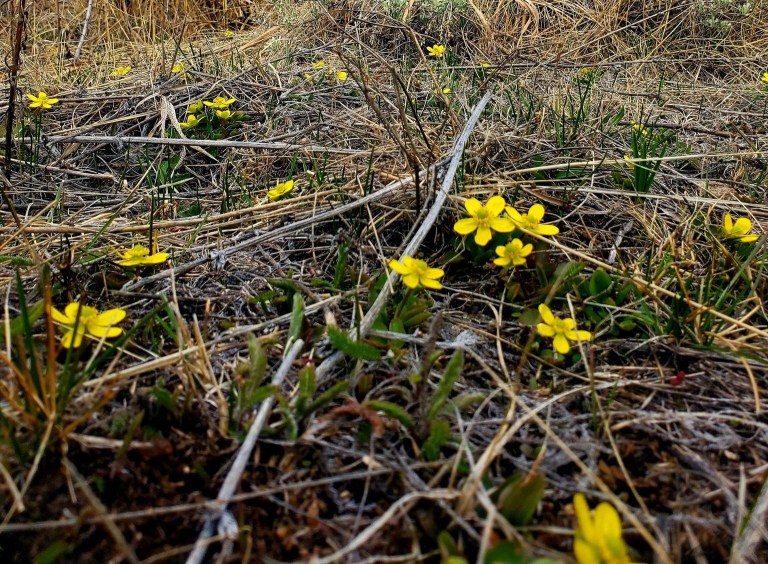 Sagebrush buttercups are yellow among long grass.