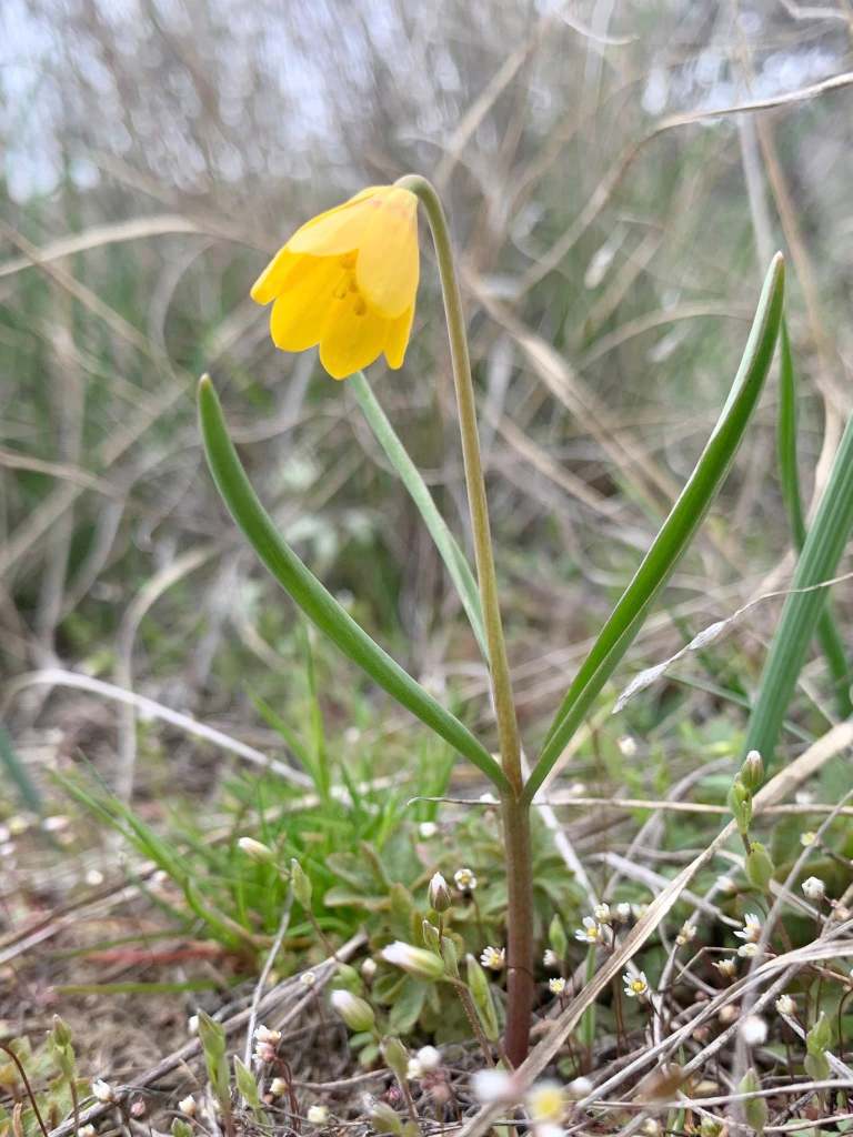iN PHOTOS: Early spring wildflowers bloom in Thompson-Okanagan grasslands | iNFOnews.ca