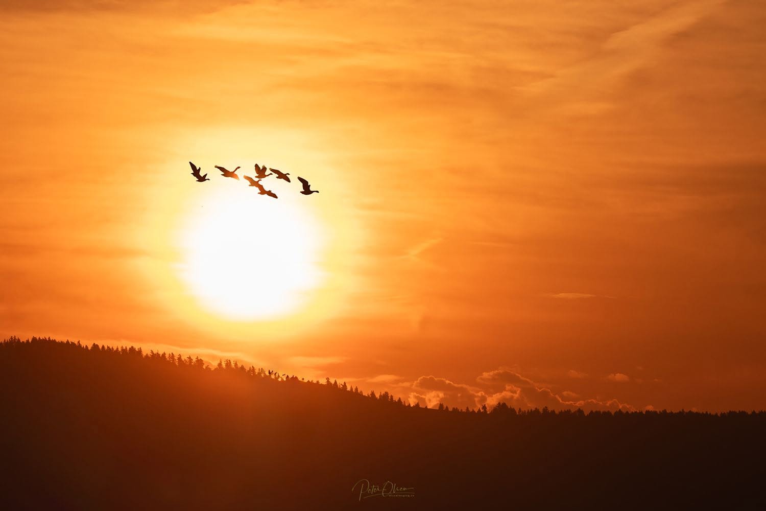Birds fly in front of a setting sun in an orange sky.