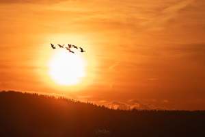 Birds fly in front of a setting sun in an orange sky.