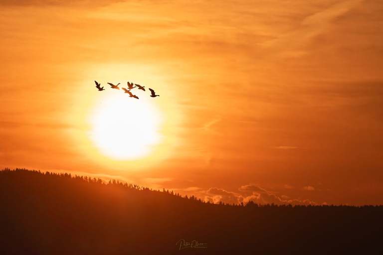 Birds fly in front of a setting sun in an orange sky.
