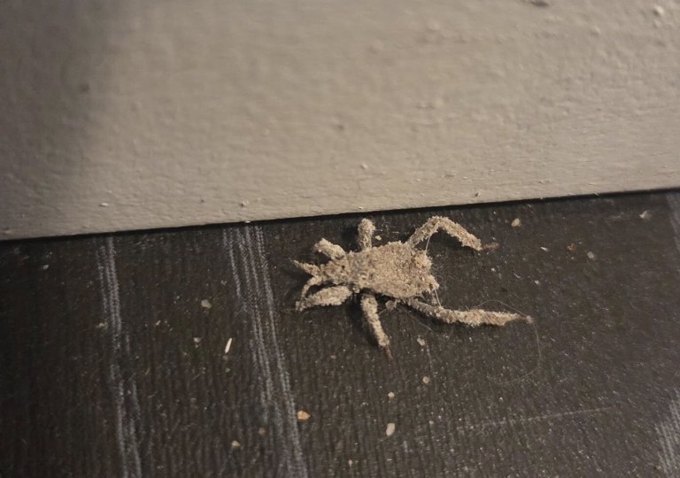 A mottled grey and brown insect covered in dust is on a brown floor by an off-white coloured wall.