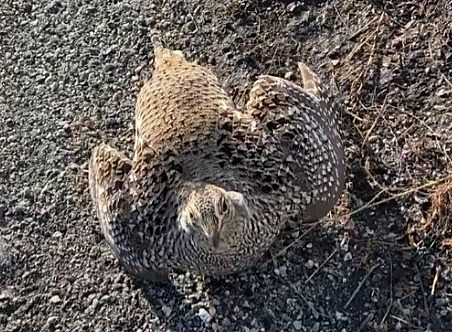 A sharp-tailed grouse is on the ground with its wings slightly open.