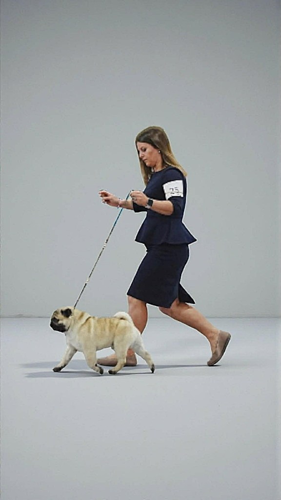 Famous Summerland pug heading to 'Super Bowl' of dog shows | iNFOnews.ca