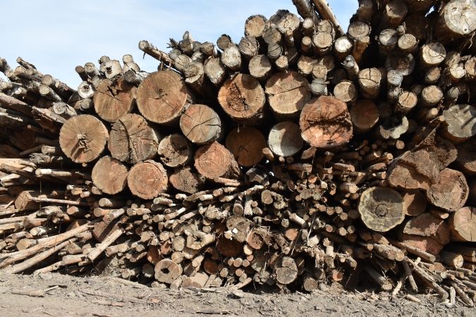 Logs stacked for lumber processing.