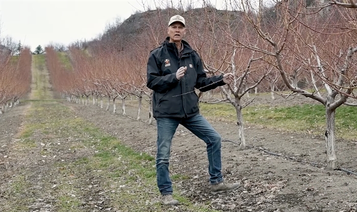 iN VIDEO: After years of winter damage, optimistic outlook for peach crop at Vernon orchard | iNFOnews.ca iN VIDEO: After years of winter damage, optimistic outlook for peach crop at Vernon orchard | iNFOnews.ca