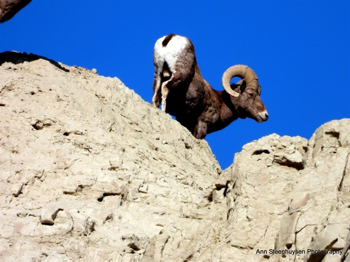 iN PHOTOS: Wild animals go bottoms up in Kamloops, Okanagan | iNFOnews.ca