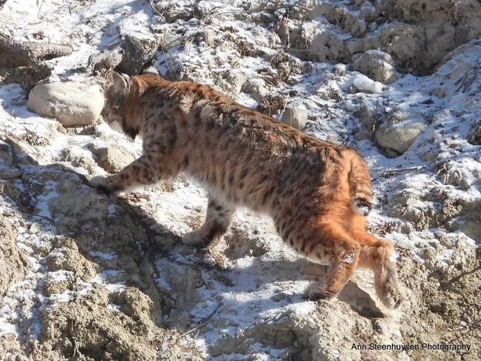 iN PHOTOS: Wild animals go bottoms up in Kamloops, Okanagan | iNFOnews.ca