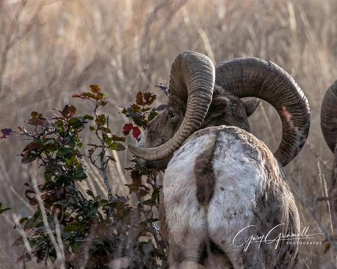 iN PHOTOS: Wild animals go bottoms up in Kamloops, Okanagan | iNFOnews.ca