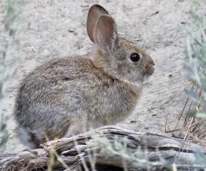 A small rabbit sitting outside.