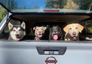 Four big dogs with their tongues hanging out peer out of the open back window of a truck.