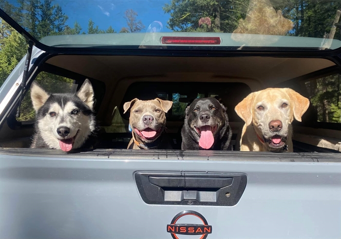 Four big dogs with their tongues hanging out peer out of the open back window of a truck.