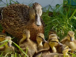 A mother duck sits in long green grass with a brood of fuzzy ducklings.