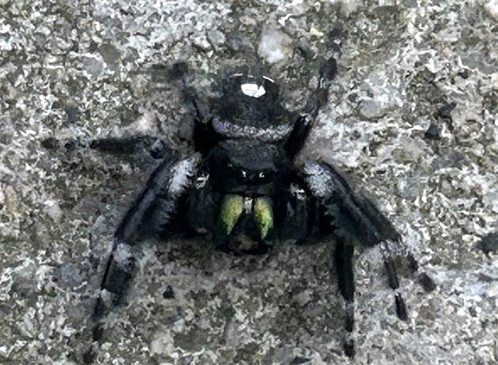 iN PHOTOS: Six fascinating spiders to spot in Kamloops, Okanagan | iNFOnews.ca