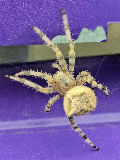iN PHOTOS: Six fascinating spiders to spot in Kamloops, Okanagan | iNFOnews.ca