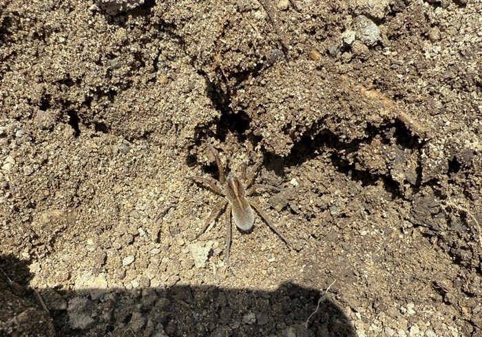 iN PHOTOS: Six fascinating spiders to spot in Kamloops, Okanagan | iNFOnews.ca