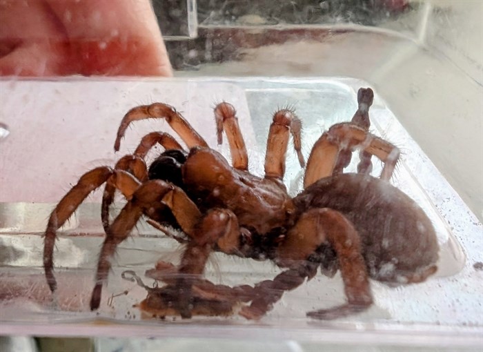 iN PHOTOS: Six fascinating spiders to spot in Kamloops, Okanagan | iNFOnews.ca
