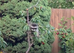 A Raccoon in a tree.