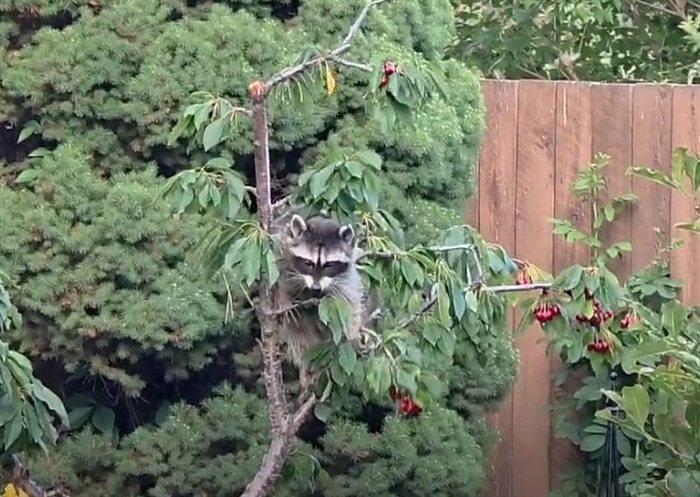 A Raccoon in a tree.
