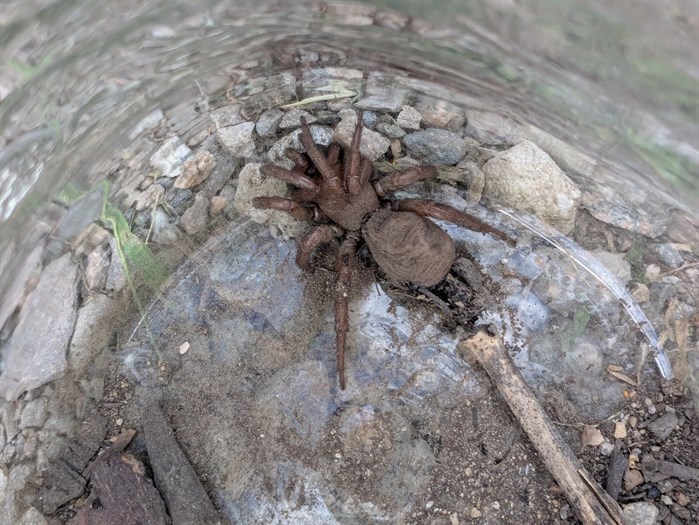 iN PHOTOS: Arachnophobia inducing spiders in Kamloops, Okanagan | iNFOnews.ca