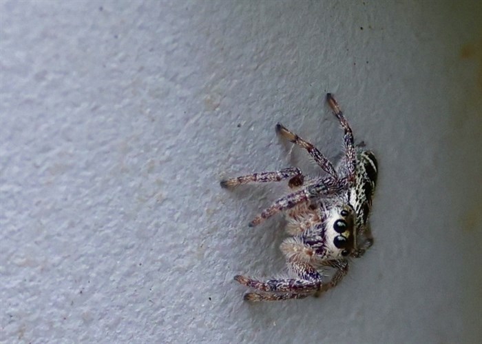 iN PHOTOS: Arachnophobia inducing spiders in Kamloops, Okanagan | iNFOnews.ca