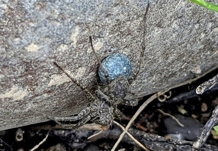 iN PHOTOS: Arachnophobia inducing spiders in Kamloops, Okanagan | iNFOnews.ca