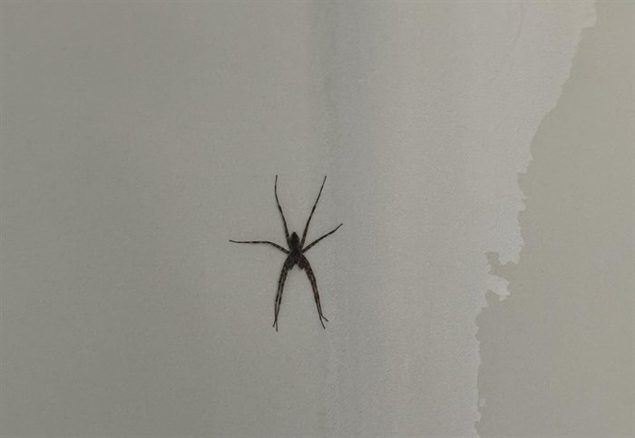 iN PHOTOS: Arachnophobia inducing spiders in Kamloops, Okanagan | iNFOnews.ca