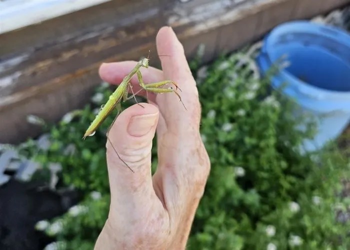 Keremeos farmer gets rare nature moment when praying mantis nymphs hatch | iNFOnews.ca