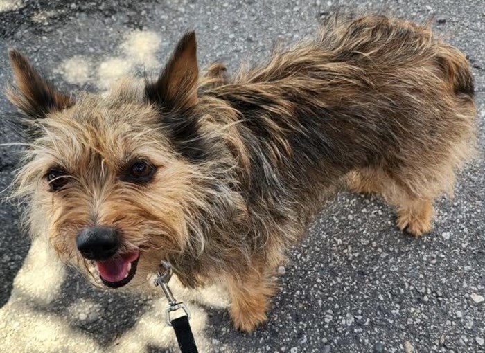West Kelowna Yorkie recovering after rescue from breeder | iNFOnews.ca