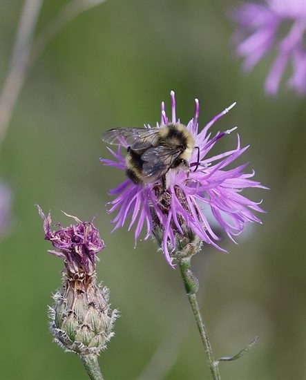 iN PHOTOS: Kamloops nature lover goes on bee hunt | iNFOnews.ca iN PHOTOS: Kamloops nature lover goes on bee hunt | iNFOnews.ca