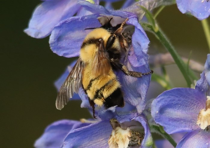 iN PHOTOS: Kamloops nature lover goes on bee hunt | iNFOnews.ca iN PHOTOS: Kamloops nature lover goes on bee hunt | iNFOnews.ca