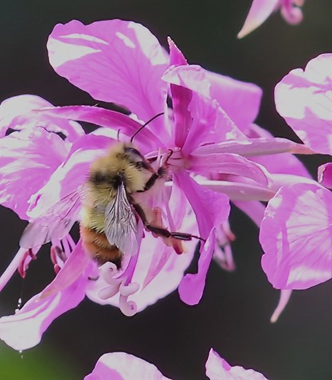 iN PHOTOS: Kamloops nature lover goes on bee hunt | iNFOnews.ca iN PHOTOS: Kamloops nature lover goes on bee hunt | iNFOnews.ca