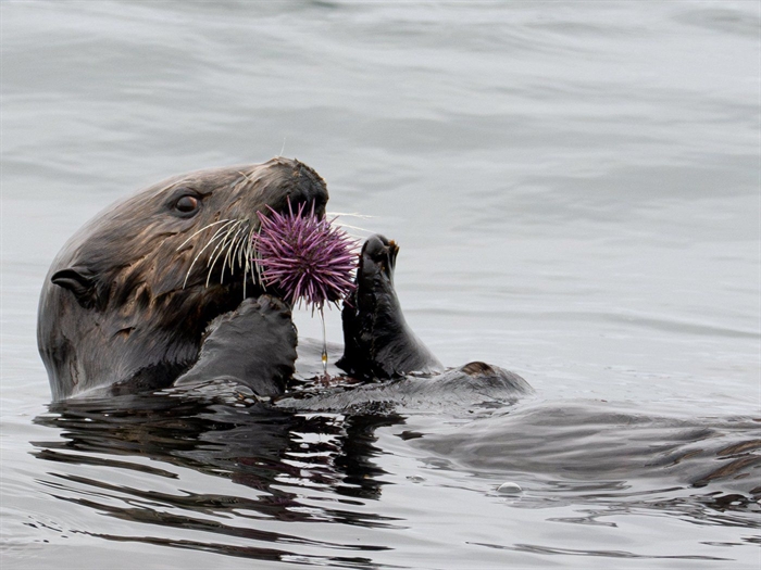 Following hard-won sea otter recovery in BC, First Nations call for a new hunt | iNFOnews.ca