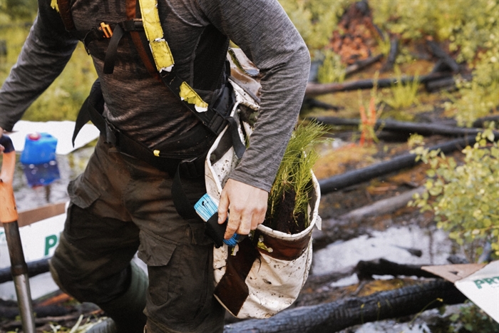 Non-profit replanting trees burned in wildfires in West Kelowna, Kamloops | iNFOnews.ca