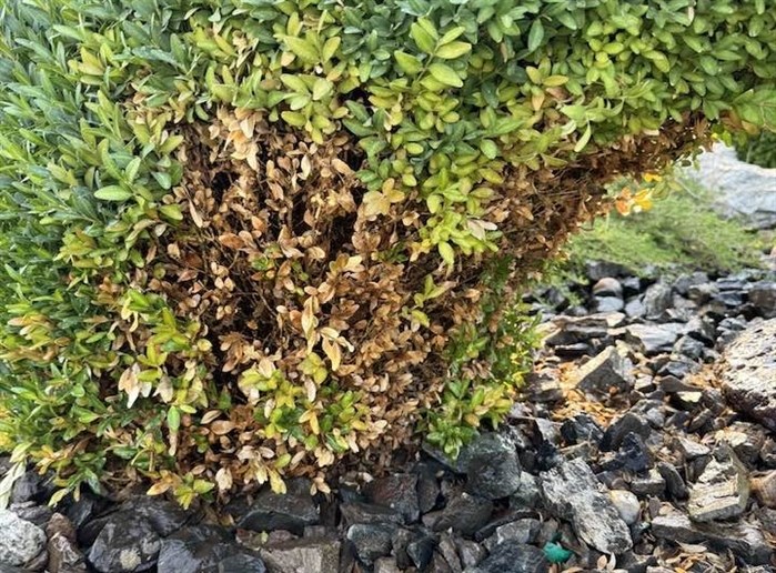 Osoyoos homeowner's unique solution to save Ogopogo from peeing dogs | iNFOnews.ca
