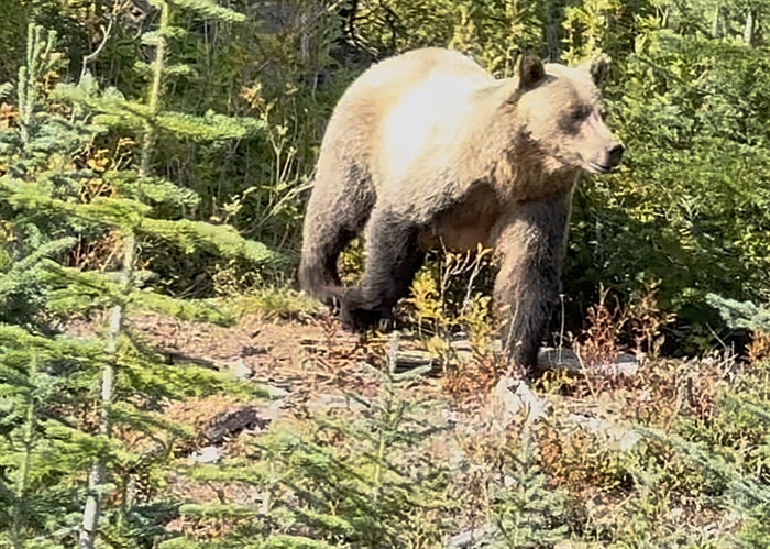 iN VIDEO: Kelowna couple have memorable grizzly bear experience | iNFOnews.ca