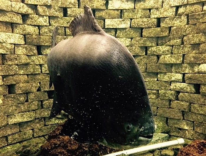 Giant piranha delighting customers at Salmon Arm pet store for 30 years | iNFOnews.ca