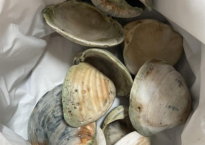 Native or invasive: What are these clams in Shuswap Lake? | iNFOnews.ca