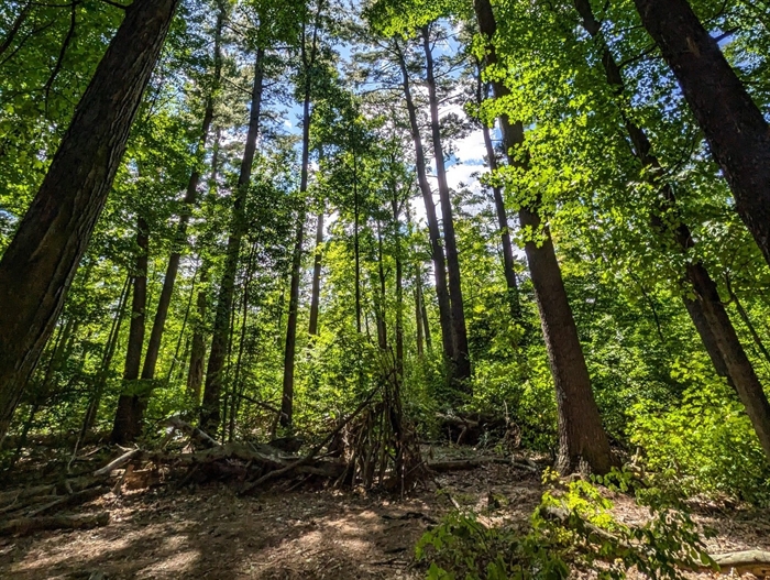 iN PHOTOS: The beauty of komorebi captured in Kamloops, Okanagan | iNFOnews.ca
