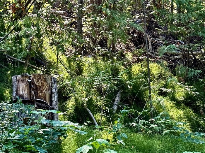 iN PHOTOS: The beauty of komorebi captured in Kamloops, Okanagan | iNFOnews.ca iN PHOTOS: The beauty of komorebi captured in Kamloops, Okanagan | iNFOnews.ca