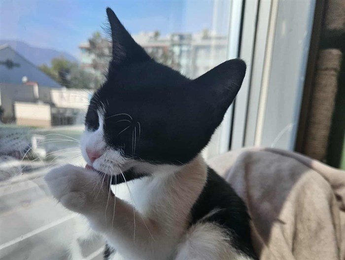 Okanagan’s first cat café sees hundreds of felines adopted | iNwine