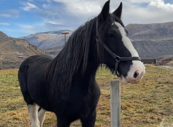 Fans bid farewell to beloved gentle giant in Ashcroft | iNFOnews.ca