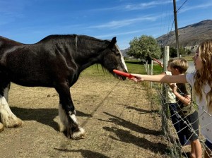 Three children stand at a wooden farm fence while one reaches out to offer a black horse a carrot.