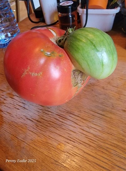iN PHOTOS: Fun fall veggies emerge from gardens in Kamloops, Okanagan | iNFOnews.ca