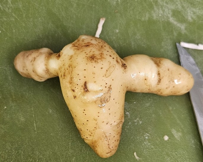 iN PHOTOS: Fun fall veggies emerge from gardens in Kamloops, Okanagan | iNFOnews.ca