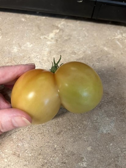 iN PHOTOS: Fun fall veggies emerge from gardens in Kamloops, Okanagan | iNFOnews.ca