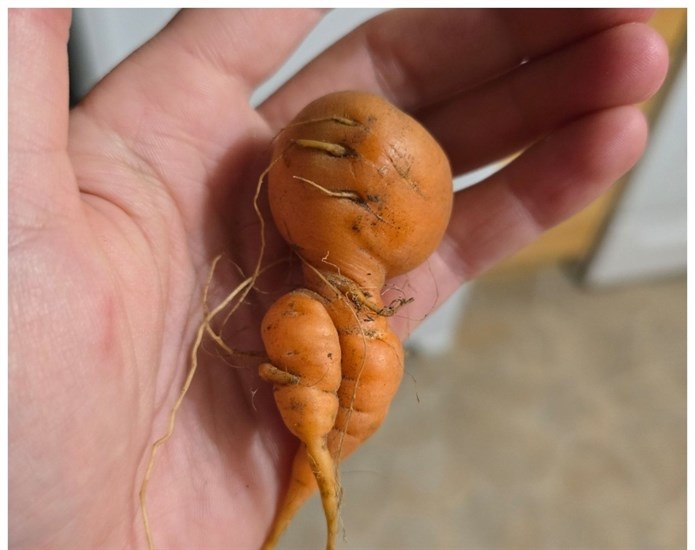 iN PHOTOS: Fun fall veggies emerge from gardens in Kamloops, Okanagan | iNFOnews.ca
