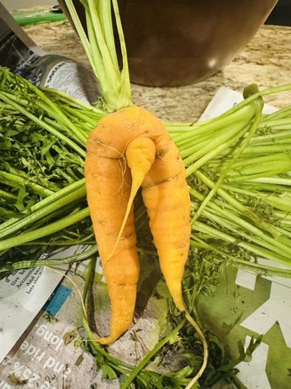 iN PHOTOS: Fun fall veggies emerge from gardens in Kamloops, Okanagan | iNFOnews.ca