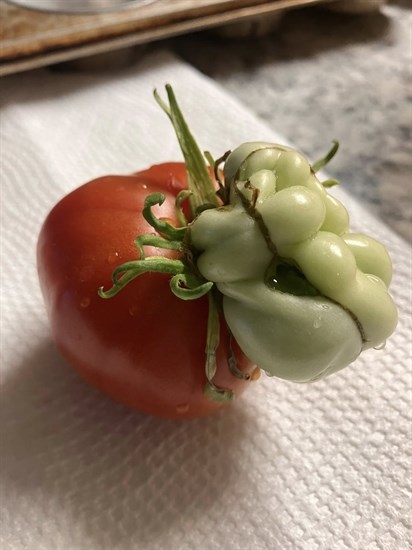 iN PHOTOS: Fun fall veggies emerge from gardens in Kamloops, Okanagan | iNFOnews.ca