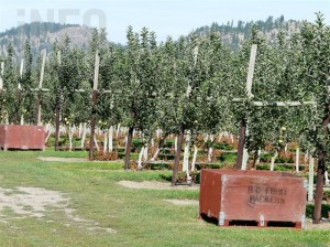 A fruit orchard on a sunny day